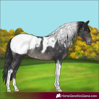 Horse Color:Black Tobiano Appaloosa Rabicano 