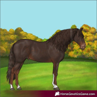 Horse Color:Liver Chestnut Tobiano Skewed Appaloosa Rabicano 