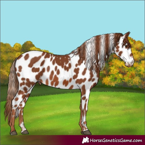 Horse Color:Chestnut Tobiano Skewed Appaloosa Rabicano 