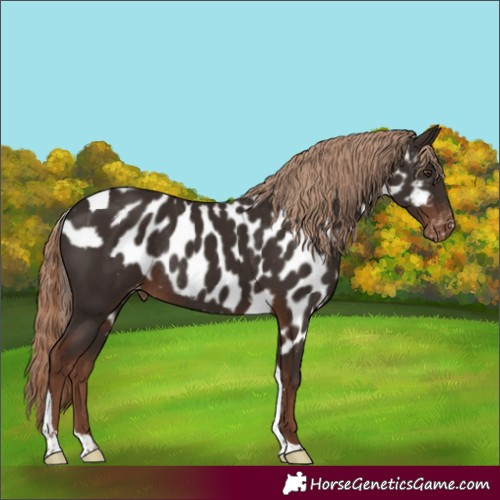 Horse Color:Liver Chestnut Tobiano Skewed Appaloosa Rabicano