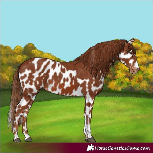 Horse Color:Chestnut Tobiano Skewed Appaloosa Rabicano