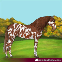 Horse Color:Chestnut Tobiano Skewed Appaloosa Rabicano 