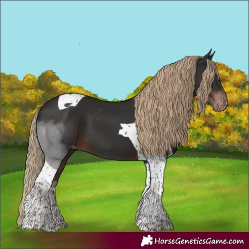 Horse Color:Liver Chestnut Tobiano Skewed Appaloosa 