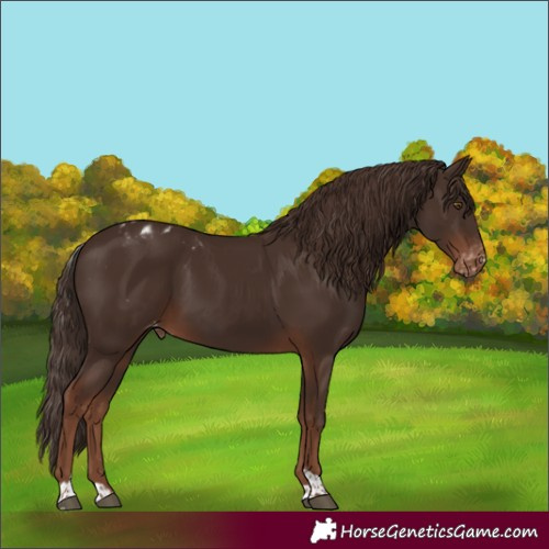 Horse Color:Liver Chestnut Tobiano Skewed Appaloosa Rabicano 