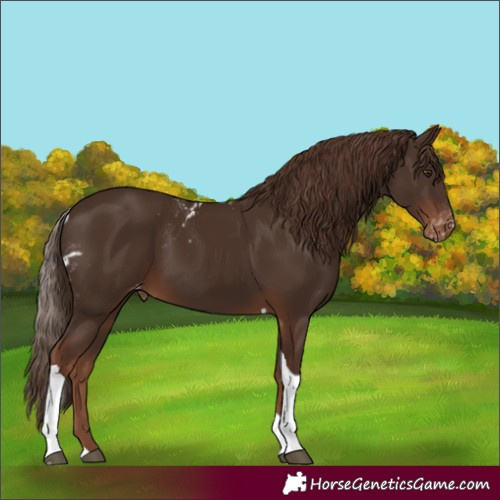 Horse Color:Liver Chestnut Tobiano Skewed Appaloosa 