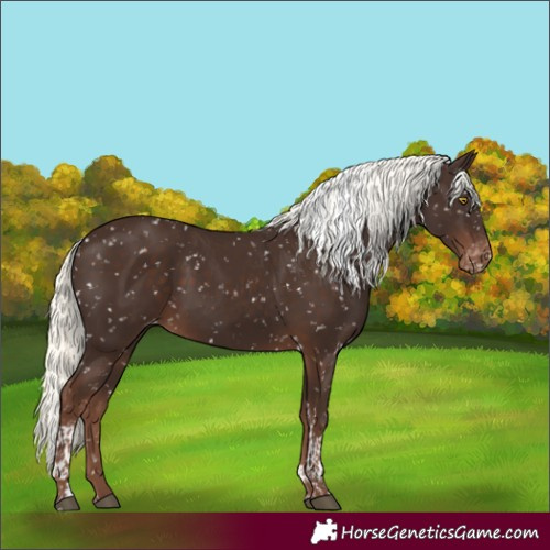 Horse Color:Liver Chestnut Mushroom Tobiano Appaloosa Rabicano