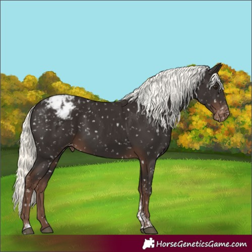 Horse Color:Liver Chestnut Mushroom Tobiano Appaloosa Rabicano 