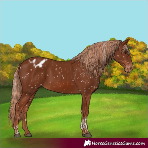 Horse Color:Chestnut Tobiano Appaloosa Rabicano 