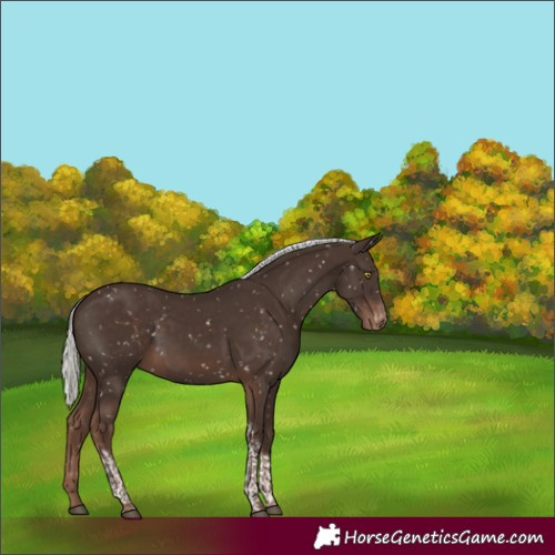 Horse Color:Liver Chestnut Mushroom Tobiano Appaloosa Rabicano
