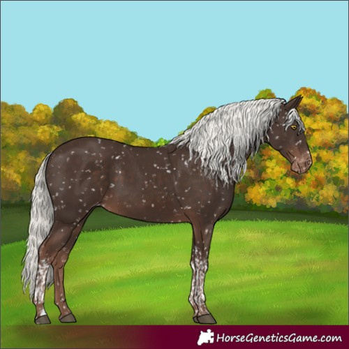 Horse Color:Liver Chestnut Mushroom Tobiano Appaloosa Rabicano