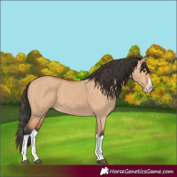 Horse Color:Bay Dun Splash Frame 