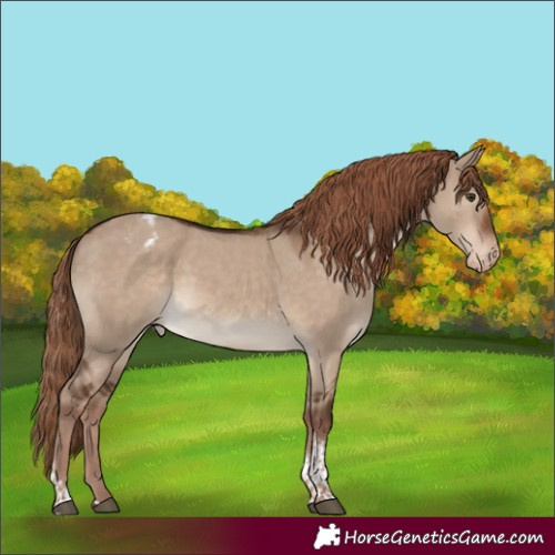 Horse Color:Liver Red Dun Tobiano Appaloosa 