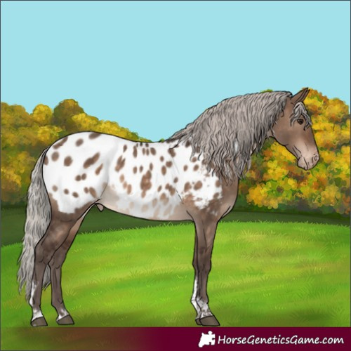 Horse Color:Silver Brown Dun Tobiano Appaloosa Rabicano 