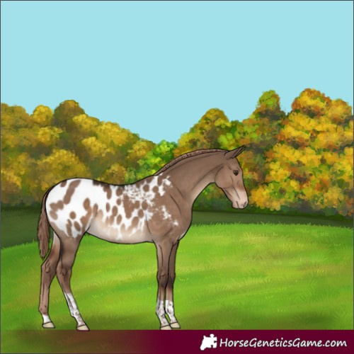 Horse Color:Liver Red Dun Tobiano Appaloosa Rabicano 