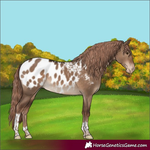 Horse Color:Liver Red Dun Tobiano Appaloosa Rabicano