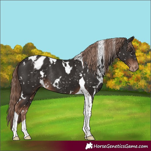 Horse Color:White Spotted Liver Chestnut Tobiano Appaloosa Rabicano 