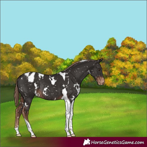 Horse Color:White Spotted Liver Chestnut Tobiano Appaloosa Rabicano