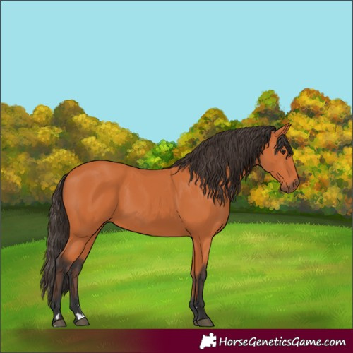 Horse Color:Bay 