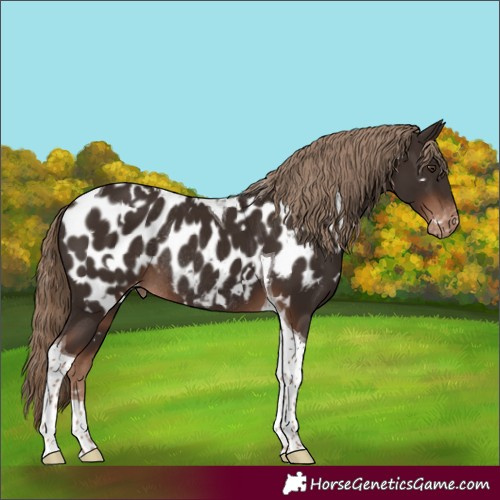 Horse Color:White Spotted Liver Chestnut Tobiano Appaloosa Rabicano 