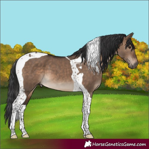 Horse Color:Brown Dun Tobiano 