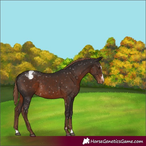 Horse Color:Liver Chestnut Splash Appaloosa