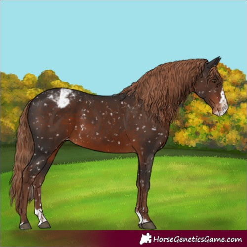 Horse Color:Liver Chestnut Splash Appaloosa