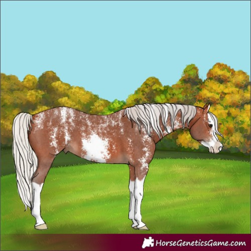 Horse Color:Powder White Silver Bay Sabino Splash 