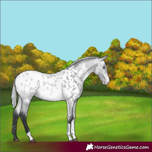 Horse Color:Silver Bay Chinchilla Tobiano Appaloosa 