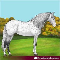 Horse Color:Silver Bay Chinchilla Tobiano Appaloosa 
