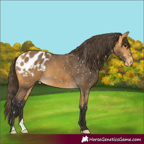 Horse Color:Buckskin Appaloosa 