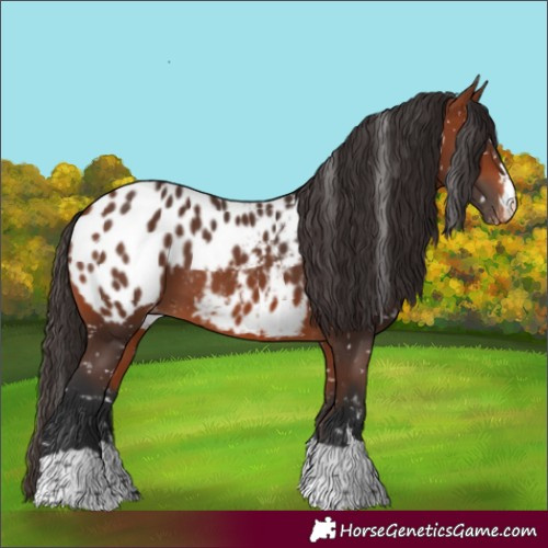 Horse Color:Bay Appaloosa 