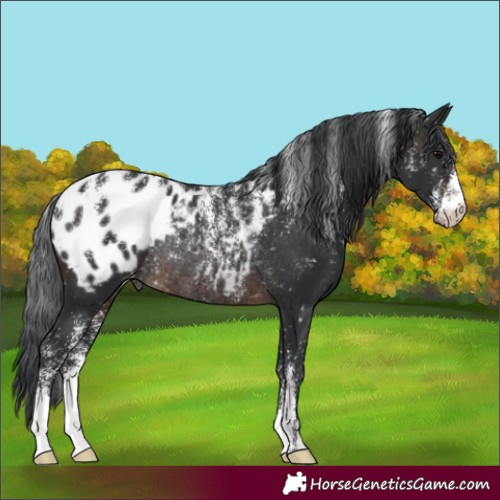 Horse Color:Powder White Brown Appaloosa Rabicano 