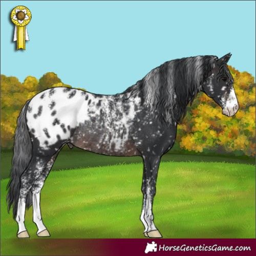 Horse Color:Powder White Brown Blanket Rabicano 