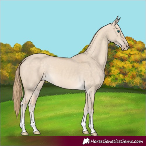 Horse Color:Perlino Dun 