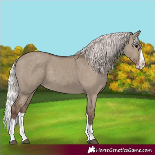 Horse Color:Silver Grullo Splash Appaloosa 
