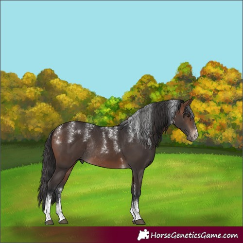 Horse Color:Powder White Brown Tobiano Rabicano 
