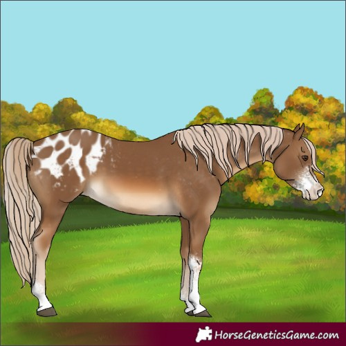 Horse Color:Chocolate Palomino Sabino Appaloosa 
