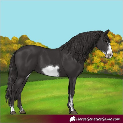Horse Color:Smoky Black Sabino Frame 