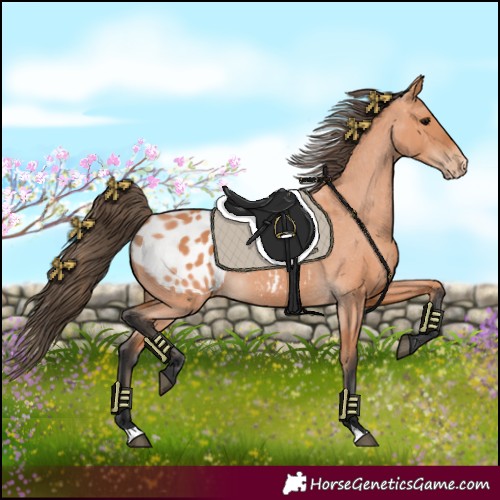 Horse Color:Bay Appaloosa 
