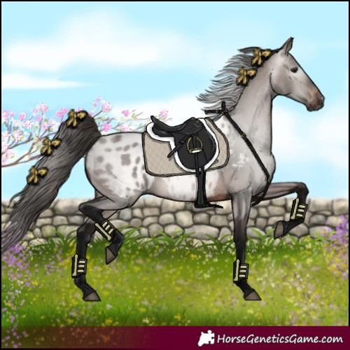 Horse Color:Gray Bay Appaloosa
