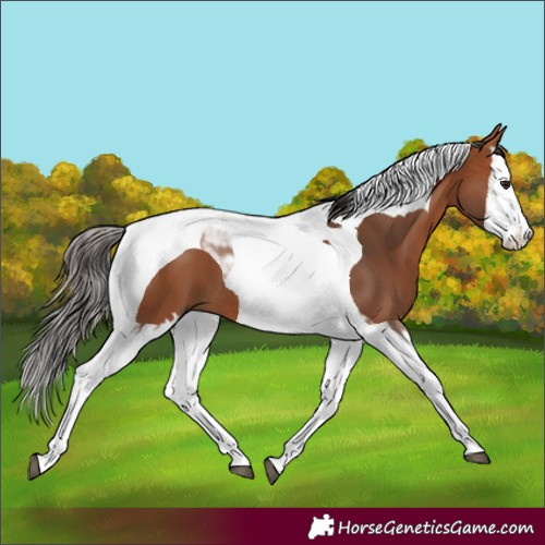 Horse Color:Bay Splash Tobiano