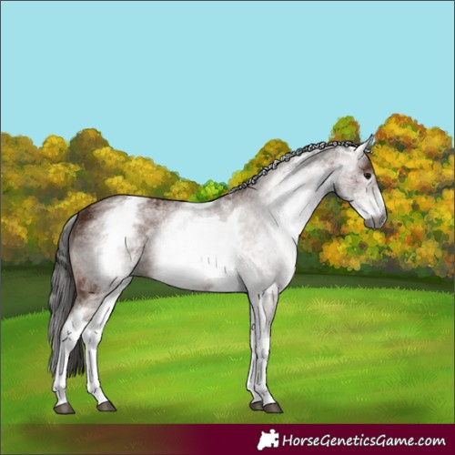Horse Color:Gray White Spotted Bay 