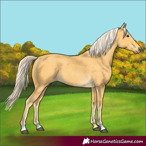 Horse Color:Palomino 