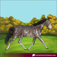 Horse Color:Brown Sabino Rabicano and Gray Brown Sabino Rabicano