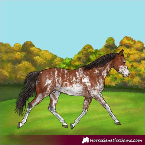 Horse Color:Bay Sabino Rabicano  and Bay Sabino Frame Rabicano 