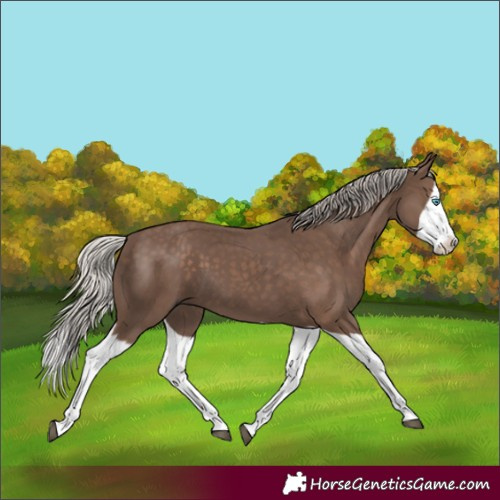 Horse Color:Silver Black Splash 