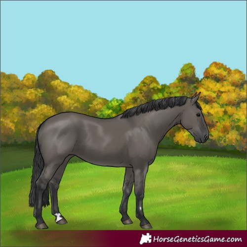 Horse Color:Grullo 