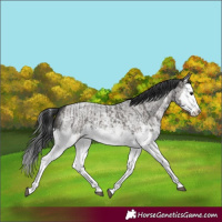 Horse Color:Grullo Sabino Splash  and Grullo Roan Sabino Splash 