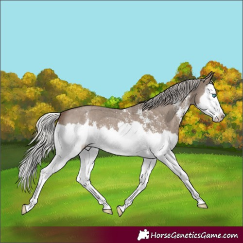Horse Color:Silver Grullo Sabino Splash 