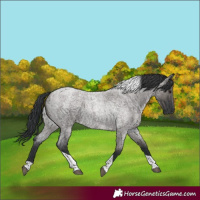 Horse Color:Grullo Roan Tobiano